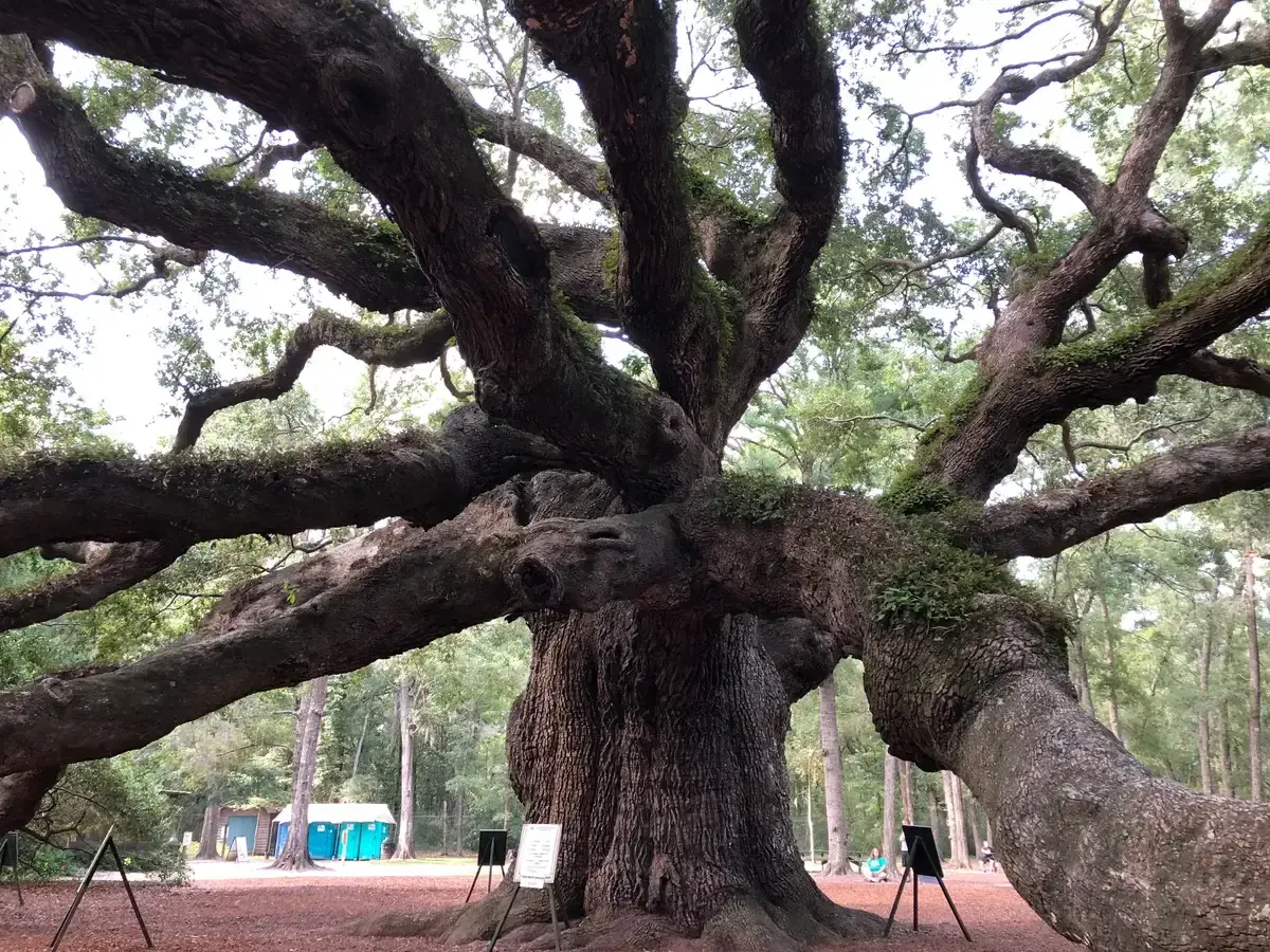 Angel Oak tree on Johns Island near Charleston, a stop on three days in Charleston