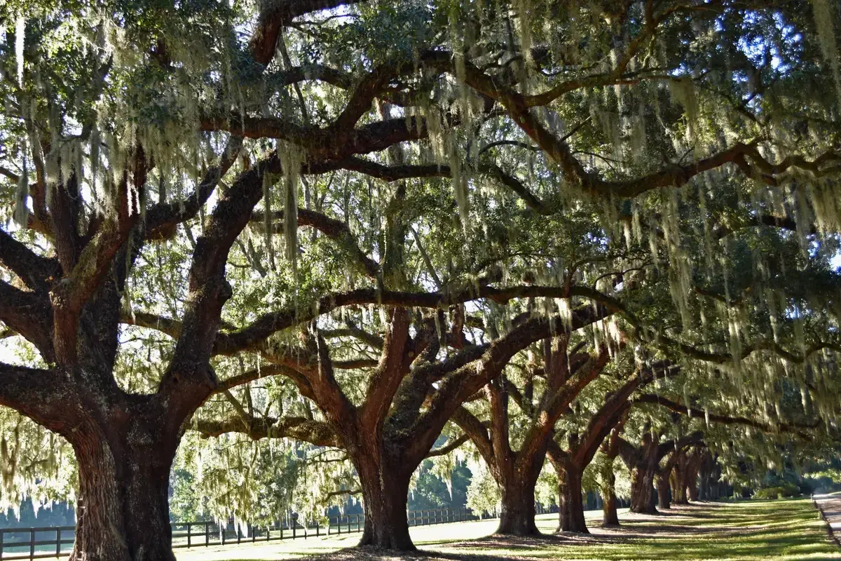 Avenue of Oaks at Boone Hall Plantation in Mount Pleasant, just outside Charleston